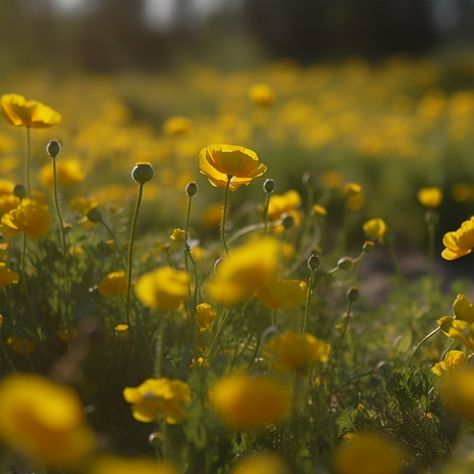 A field of Buttercup in the summer Buttercup Field, Yellow Grunge, Yellow Flowers Painting, Wildflowers Photography, Buttercup Flower, Yellow Petals, Rosie Posie, Yellow Wildflowers, A Ray Of Sunshine