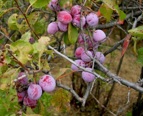 Species Spotlight: American Plum | Three Rivers Park District Prunus Americana, Eastern Tent Caterpillar, Wild Plum Tree, Wild Plum, Plum Recipes, Leaves Changing Color, Plum Fruit, Plum Tree, Tree Trunks