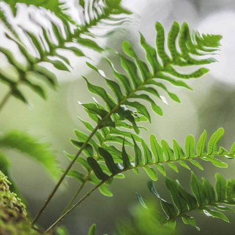 Ferns In The Forest, Fern Photography, Fern In Forest, Leatherleaf Fern, Evergreen Ferns, Fern Frond, Garden Lovers, Foliage Plants, Spring Garden