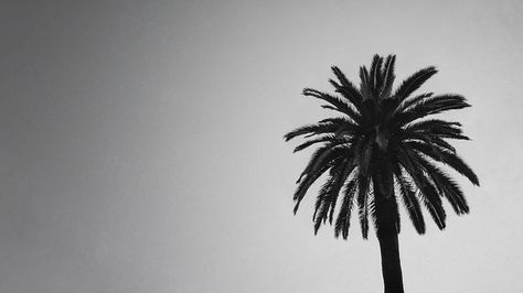 Wallpaper Palm Tree [2560x1440] Pc Wallpaper 2560x1440, Black And White Wallpaper Laptop, White Palm Tree Wallpaper, Tree Desktop Wallpaper, Palm Tree Desktop Wallpaper, White And Black Palm Tree Wallpaper, Spring Desktop Wallpaper, Vintage Palm Tree Photography, Palm Trees Horizontal Picture