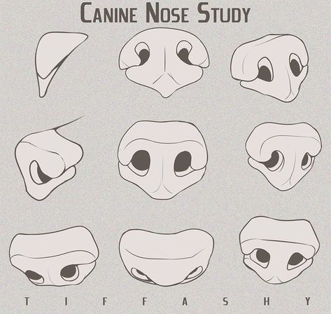 Nose Study, Canine Drawing, Dog Anatomy, Nose Drawing, Dog Nose, 강아지 그림, Animal Study, Canine Art, Anatomy Drawing