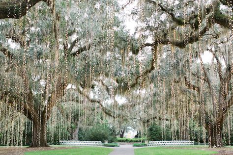 Deep South Wedding, Southern Wedding Aesthetic, Low Country Wedding, Southern Wedding Ideas, Brookgreen Gardens, Cypress Gardens Sc Wedding, Brookgreen Garden Wedding, Spanish Moss Wedding, Wedding Venues Willow Tree