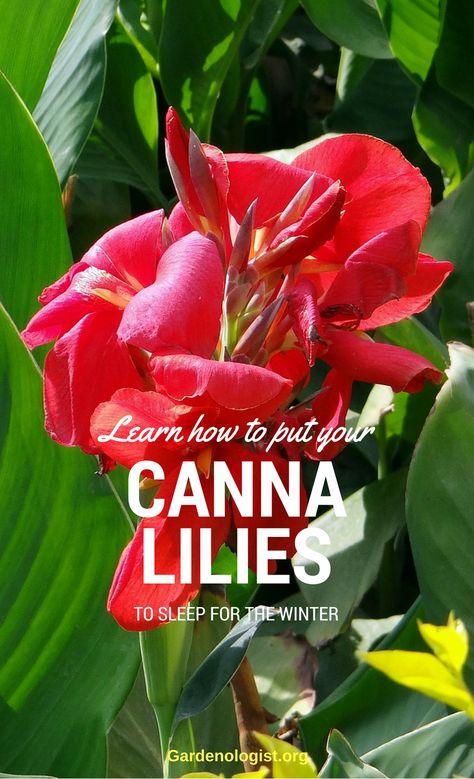 Gardeners who live in cold winter areas will want to store their canna bulbs over the winter. Canna Bulbs, Canna Lilies, Canna Lily, Cold Winter, The Winter, Lily, Plants, Flowers