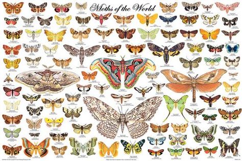 Moths of the World chart Types Of Moths, Science Chart, Large Moth, Moth Species, Colorful Moths, World Poster, Butterfly Poster, Butterflies Flying, Education Poster