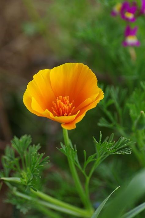 Item Reference Photo, Wild Flower Photography, Flower Biology, Yellow Poppy Flower, Ca Poppy, California Poppy Flower, California Poppy Tattoo, Eschscholzia Californica, Poppy Photography