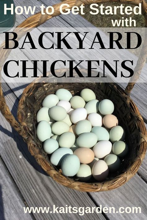 Owning Chickens, Urban Chicken Farming, Best Egg Laying Chickens, Egg Laying Chickens, Urban Chickens, Backyard Chicken Farming, Best Chicken Coop, Raising Backyard Chickens, Chicken Chick