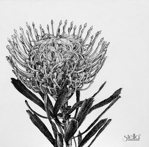 Pincushion Protea Drawing, Pincushion Flower Tattoo, Peaches Wedding, Botanical Illustration Black And White, Protea Painting, Floral Illustration Art, Stella Art, Protea Art, Antique Flowers