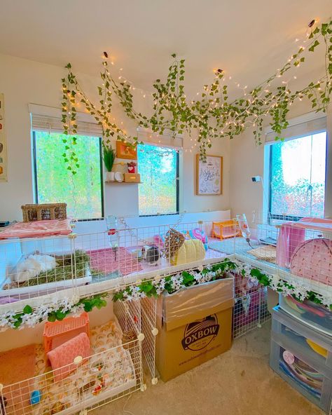 Guinea Pig Aesthetic Cage, Kavee Cage Ideas, Guinea Pig C&c Cage Ideas, Guinea Pig Room Ideas, C C Cage Guinea Pigs Ideas, Guinea Pig Cage Ideas Aesthetic, Guniea Pig Aesthetic Cage, Guinea Pig Hideout Diy, Guinea Pig Set Up