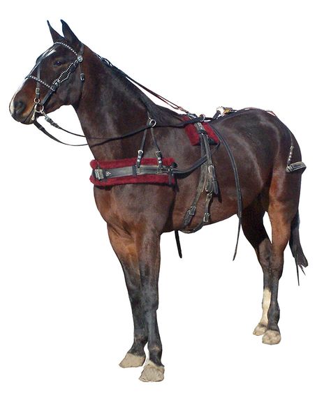 Horses | Draft | Standard | Pony | Amish made harnesses, bridles, and tack Fantasy Horse Tack, Chestnut Horse Tack Colors, Horse Buggy, Chestnut Horse Tack, Purple Horse Tack Western, Medieval Horse Tack, Wood Wagon, Horse Harness, Horse Drawn Wagon