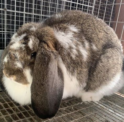 French Lop Rabbit, Sonora California, French Lop, Lop Bunnies, Rabbits For Sale, Rabbit Life, Rabbit Breeds, West Sacramento, Holland Lop