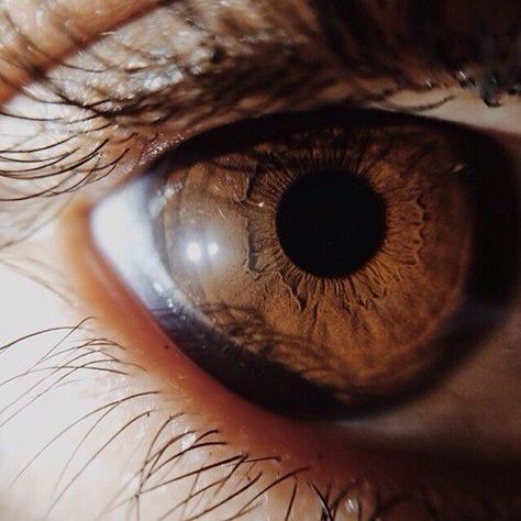 Brown Eyes Tumblr, Hermione Granger Aesthetic, Brown Eyes Aesthetic, Eye Facts, Pretty Brown Eyes, Beautiful Eyes Color, Different Colored Eyes, Procreate Ipad Art, Beautiful Brown Eyes