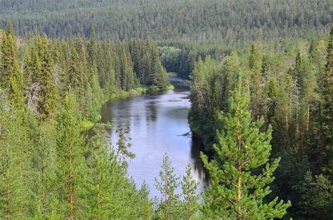 Forest Biome, Types Of Forests, Conifer Forest, Coniferous Forest, Forest Ecosystem, Witch Series, Boreal Forest, Biome, Evergreen Trees