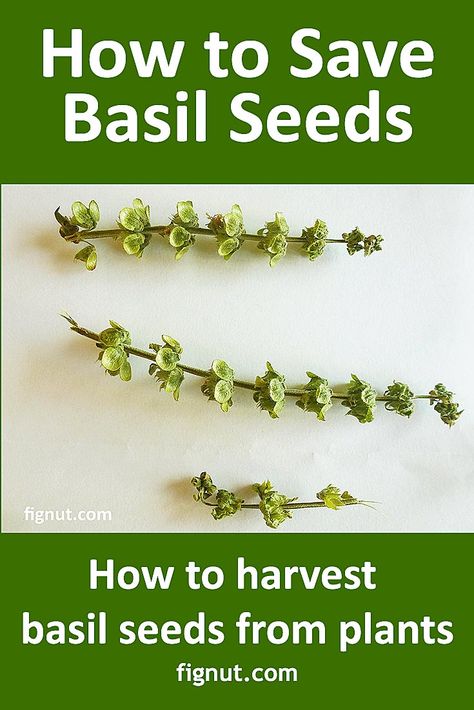 Saving Basil Seeds, Harvesting Basil Seeds, How To Harvest Basil Seeds, How To Save Lantana Seeds, Seed Harvesting Vegetables, How To Save Seeds From Vegetables, How To Germinate Seeds Indoors, How To Harvest Basil, Aloe Harvesting