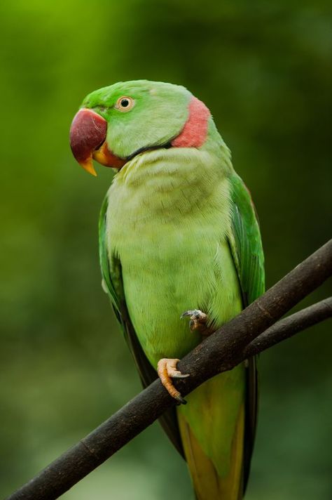 Alexandrine Parakeet (Psittacula eupatria) in Thailand Alexandrine Parrot, Landscape Tutorial, Parrot Wallpaper, Talking Parrots, Bird Barn, Bird Quotes, Parrots Art, Bird Tattoo, Parrot Toys