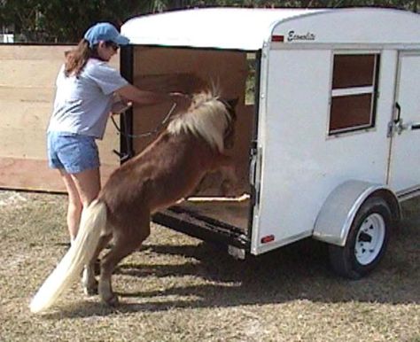 Enclosed cargo trailer converted to mini horse transport. Could use a video monitor to keep your eye on them for longer rides. Mini Horse Barn, Mini Donkeys, Horse Transport, Diy Horse Barn, Miniature Ponies, Pet Transport, Horse For Sale, Tiny Horses, Miniature Horses