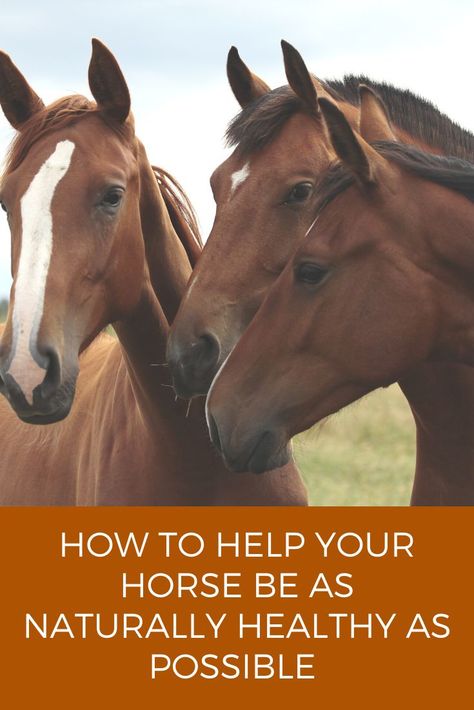 how to help your horse be as naturally healthy as possible Holistic Horse Care, Horse Feeding, Oils For Dogs, Healthy Immune System, Holistic Care, Dog Ages, Holistic Therapies, Pet Supplements, Pet Wellness