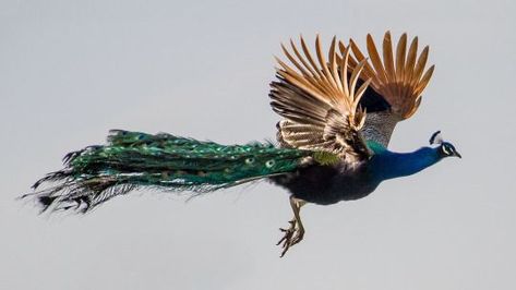 Peacock Flying, Peacock Pictures, Peacock Painting, Greek Gods And Goddesses, Colorful Landscape, Greek Goddess, Greek Gods, Gods And Goddesses, Beautiful Birds