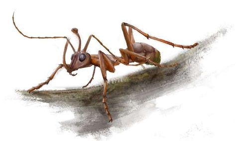 New Cretaceous fossils shed light on the early evolution of ants Prehistoric Insects, Ant Species, Prehistoric Animals Dinosaurs, Aquatic Animals, Arthropods, Prehistoric Creatures, Prehistoric Animals, Ants, Mammals