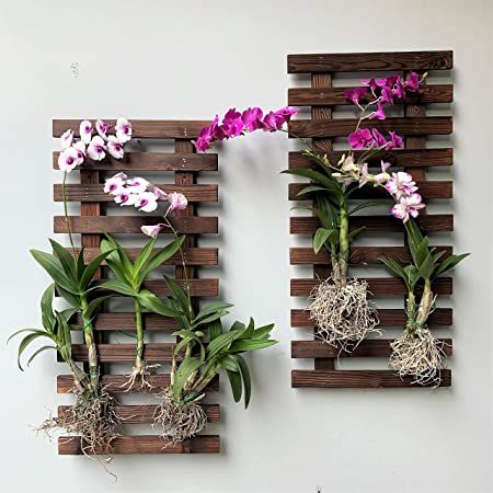 Amazon.com: Wall Planter - Wooden air Plant Holder for Indoor and Outdoor Plants. Used as Hanging Vertical Garden Planter. Create own Garden Decor, Teen Girl Room Decor, Bathroom Decor, decoración para baños: Garden & Outdoor Wooden Orchid Planter, Orchid Wall Garden, Verandah Plants, Modern Lanai, Plant Wall Outdoor, Wood Wall Planter, Wall Planters Outdoor, Orchid Wall, Hanging Orchid