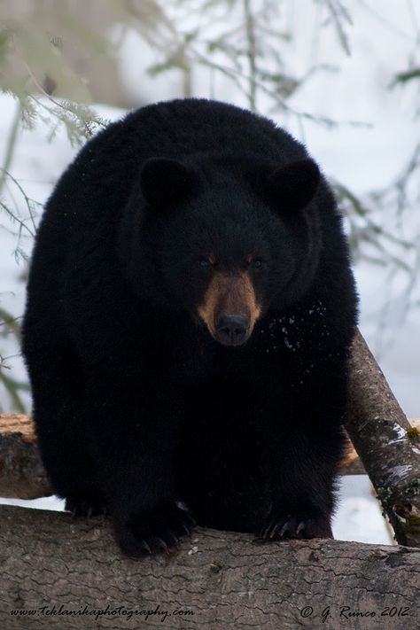 Spring_Black_Bear (by teklanika photos) Black Bear Hunting, Bear Aesthetic, Bear Island, American Black Bear, Bear Hunting, Bear Drawing, Bear Photos, Animal Magic, Bear Pictures