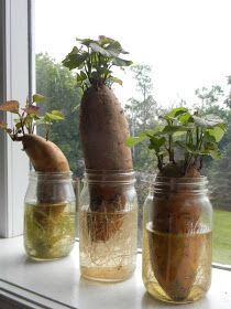 Sweet Potatoes grow from plants. Not seeds. March is a great time of year to start & later get them in ground as they do not like cold. Be sure to start w-organic sweet potatoes bc groc store ones are treated w-anti-sprouting chemicals. Pull sprouts at about 4-5" long & put them all in another jar of water. The potato will continue sprouting. Keep new sprout bunches in water until roots are established. Plant after you pull out your peas, in 10" mounds of warm soil on JULY 4. (Eastern PA). Sprouting Sweet Potatoes, Sweet Potato Slips, Container Potatoes, Sweet Potato Plant, Growing Sweet Potatoes, Container Water Gardens, Indoor Vegetables, Plants In Jars, Sweet Potato Vine