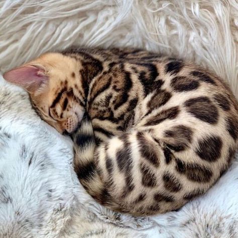 Dream's Cat, Bengal Kitten, Cat Breed, Cute Cats Photos, Pretty Animals, Bengal Cat, Cat Aesthetic, Cute Animal Photos