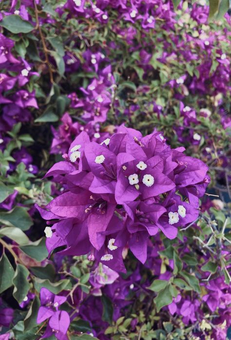 Bougainvillea Purple, Bougainvillea Aesthetic, Poison Heart, Aesthetic Dump, Flowers Blooming, Bougainvillea, Purple Wallpaper, Color Pallets, Flower Power