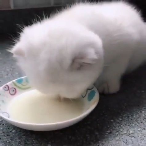 Cat Covered In Milk, Kitten Drinking Milk, Cat Drinking Milk, Drinking Milk, Cat Drinking, Drink Milk, Cat Gif, Double Tap, White Cat