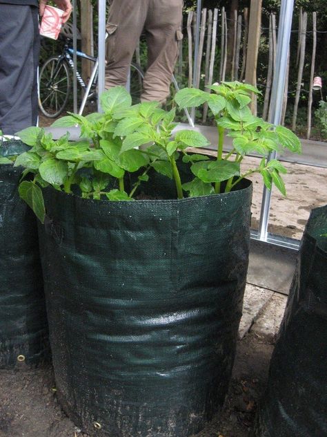 Potatoes Planting, Gardening Potatoes, Grow Potatoes In Container, Container Potatoes, Potato Gardening, Potato Planters, Grow Potatoes, Growing Vegetables In Pots, Growing Sweet Potatoes