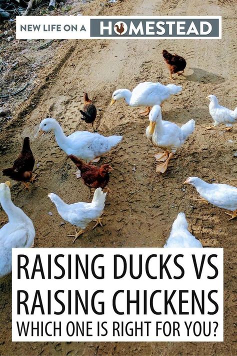 How To Raise Ducks For Eggs, Indian Runner Ducks Care, Raising Ducks For Eggs, Owning Ducks For Beginners, How To Care For Ducklings, How To Care For Ducks, Duck Care For Beginners, Duck Essentials, Raising Ducks For Beginners