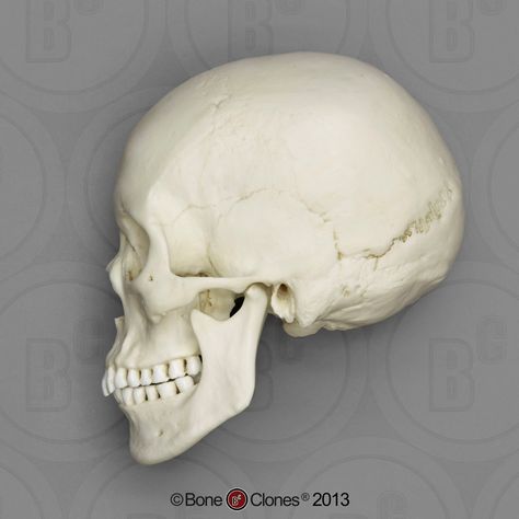 Female Asian Skull profile Skull Side View, Human Skull Anatomy, Skull Study, Skull References, Skull Anatomy, Skull Model, Skull Reference, Face Anatomy, Male Figure Drawing