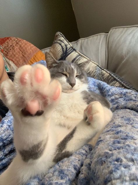 Cat Toe Beans, Photos Of Dogs, Cutest Animals On Earth, Ugly Cat, Cat Anatomy, Toe Beans, Hilarious Photos, Dancing Cat, Cat Pose