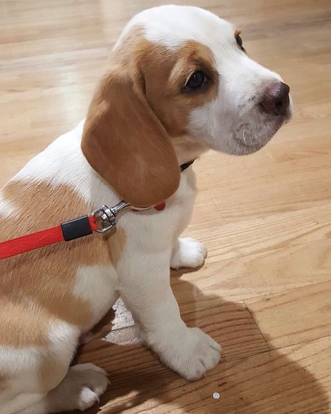 Lemon Beagle Puppy, Beagle Portrait, Blue Tick Beagle, Miniature Beagle, Lemon Beagle, Beagle Funny, Beagle Puppies, Dog Shock Collar, Cute Beagles