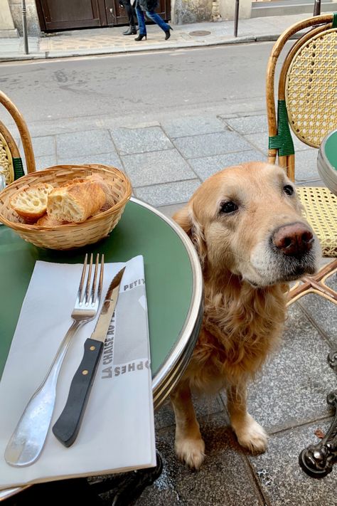 dalton the golden retriever at a café in paris Dog In Paris, Life With A Dog, French Dogs, Answering Questions, Dogs Golden Retriever, Cute Animal Drawings, Mans Best Friend, Animals Friends, I Love Dogs