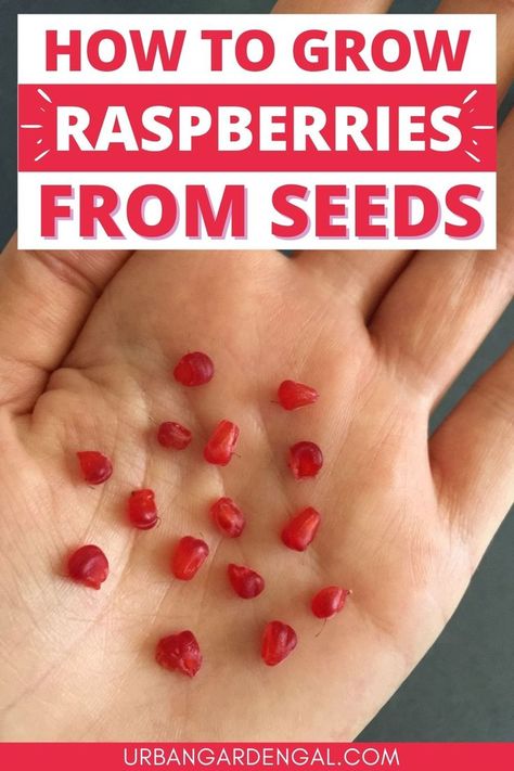 Growing raspberry seeds Grow Raspberries From Fruit, Grow Raspberries From Seed, How To Plant Raspberries Bushes, Transplanting Raspberry Plants, Raspberry Plants In Pots, Growing Raspberries From Seeds, How To Plant Strawberry Seeds, Raspberry Growing Tips, Growing Raspberries In Containers