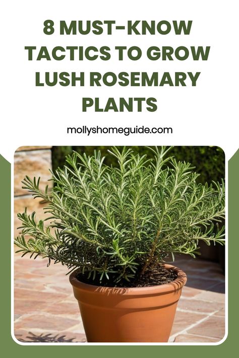 Learn the simple and effective method on how to grow rosemary from cuttings. Discover step-by-step instructions on propagating your own rosemary plants at home. Save money and create a sustainable herb garden by following these easy techniques. Watch your rosemary cuttings flourish and thrive with these expert tips. Perfect for beginners or seasoned gardeners looking to expand their plant collection. Enjoy the process of growing, nurturing, and harvesting your own fresh rosemary straight from yo Rosemary From Cuttings, Rosemary Plants In Pots, Prune Rosemary, How To Plant Rosemary, Rosemary Plant Care, How To Prune Rosemary, Growing Rosemary Indoors, Rosemary Cuttings, How To Grow Rosemary