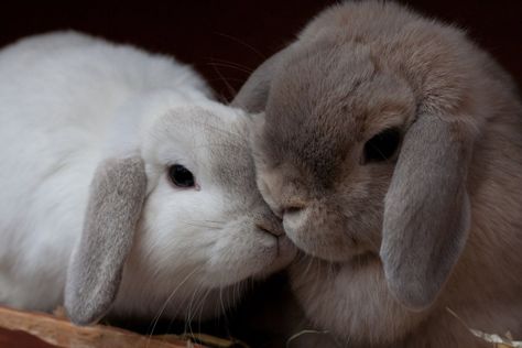 Bunnies Cuddling, Two Bunnies, Puppy Cuddles, Rabbit Pictures, Bunny Lovers, Baby Bunnies, Cute Animal Pictures, Cute Funny Animals