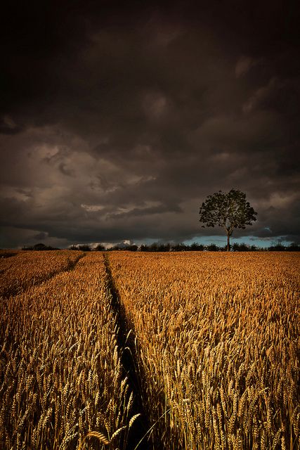 Barley field near Antrim Northern Ireland Antrim Ireland, Barley Field, Picture Poetry, Ireland Road Trip, Famous Castles, Fields Of Gold, Wheat Field, Stormy Weather, Perfect Storm