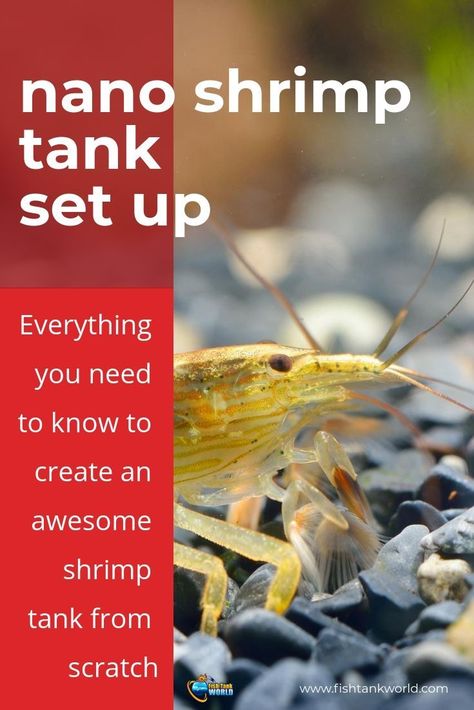 Freshwater Shrimp Tank, Ghost Shrimp Tank, Shrimp Aquarium Ideas, Nano Shrimp Tank, Aquarium Setup Ideas, Beta Aquarium, Shrimp Tank Ideas, Shrimp Ideas, Glofish Tank