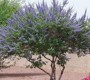 Chaste Tree-----Saw a row of about 20 of these in the median yesterday.  Absolutely stunning. Chaste Tree Benefits, Vitex Tree, Drought Tolerant Trees, Xeriscape Landscaping, Vitex Agnus Castus, Agnus Castus, Chaste Tree, Arizona Landscape, Desert Garden