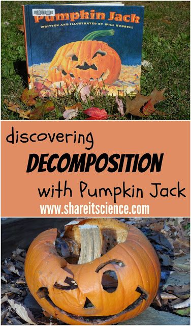 Pumpkin Jack Book Activities, Pumpkin Jack Activities, Pumpkin Observation, Pumpkin Preschool, Preschool Pumpkin, Book Pumpkin, Pumpkins Preschool, Pumpkins Kindergarten, Pumpkin Science