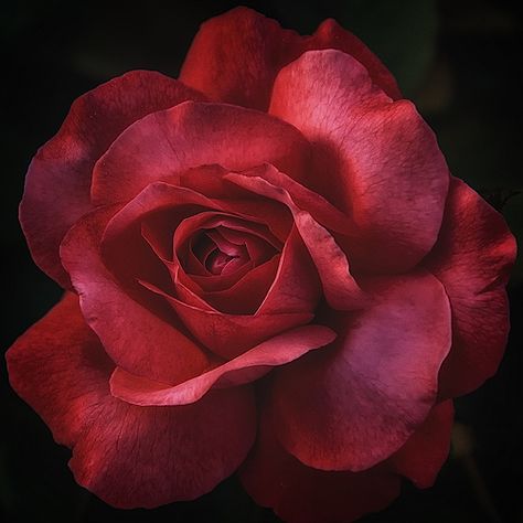 delicate,Whetstone Park of Roses,photo by Thomas Alexander Pictures Of Roses Photography, Pictures Of Roses, Rose Close Up, Rosé Close Up, Rose Oil Painting, Rose Flower Pictures, Flower Close Up, Different Types Of Flowers, Rosé Aesthetic