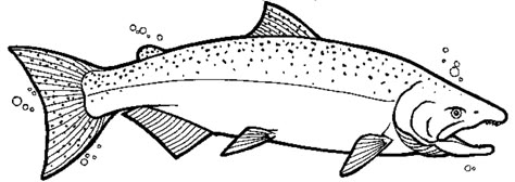 Chinook Salmon Coloring Page Salmon Pictures, Salmon Drawing, Salmon Tattoo, Fish Decoys, Salmon Art, Coho Salmon, Bead Mosaic, Chinook Salmon, Fish Stencil