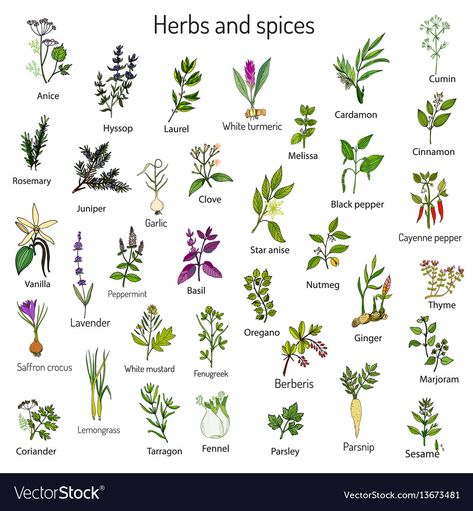 Herbs Image, Medicine Garden, Herbs Illustration, Herbs For Hair, Types Of Herbs, Medical Herbs, Kitchen Herbs, Culinary Herbs, Ayurvedic Herbs