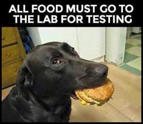 Labrador Quotes, Labrador Puppy Training, Labrador Funny, Cheese Burger, Funny Dog Memes, Labrador Retrievers, Smart Dog, Funny Cats And Dogs, Labrador Puppy