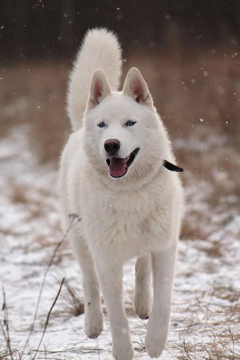 White Husky Perros Chow Chow, Siberian Husky Names, Reference For Drawing, Red Siberian Husky, White Siberian Husky, Husky Puppies For Sale, Husky Breeds, Wolf Husky, White Husky