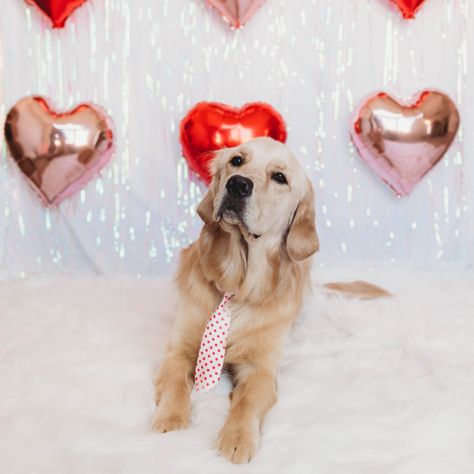 Cute Puppy Photoshoot Ideas, Puppy Photoshoot Ideas, Holiday Pet Photography, Valentine Pictures, Dog Photoshoot Pet Photography, Puppy Photoshoot, Valentines Photoshoot, Valentines Dog, Three Dog Night