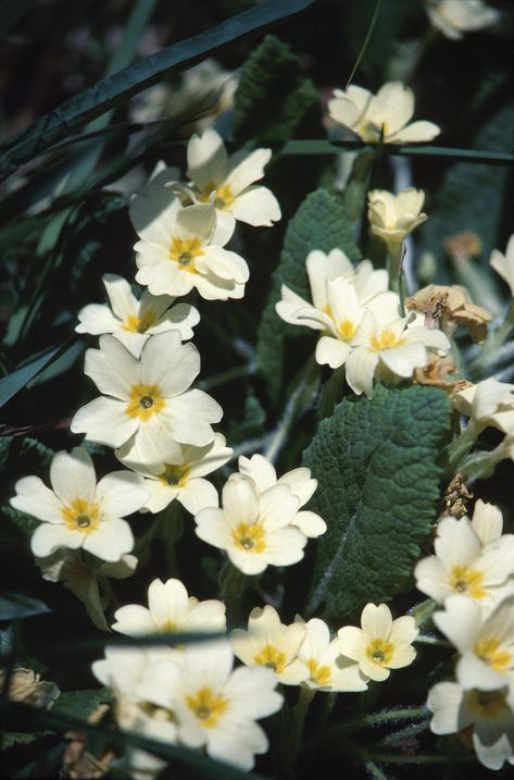 Deer Proof Plants, Primrose Plant, Gardening Indoors, Annual Flowers, Herbaceous Perennials, Replant, Garden Pests, Evening Primrose, Growing Indoors