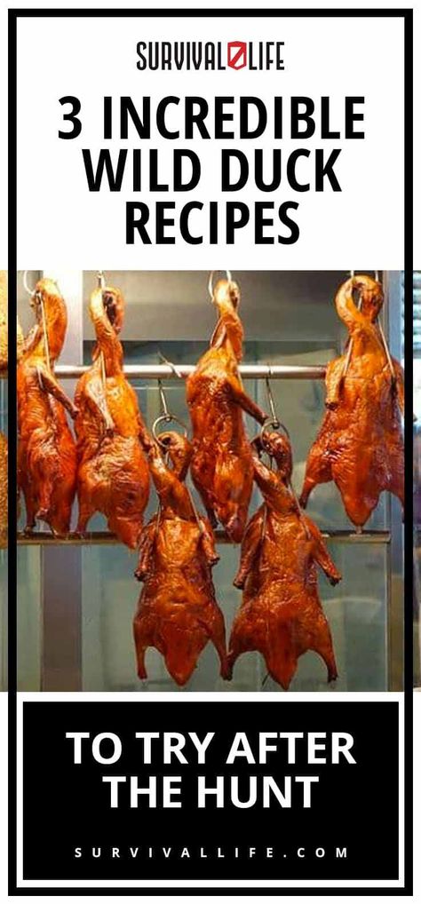 ð¦ð¦ð¦ As long as the chef knows what they are doing, I will order duck almost every time I see it on a menu. ð¥ Read on to learn some general rules and 3 fantastic wild duck recipes.ð #wildduck #recipes #camping #outdoorskills #hunting #outdoors Wild Duck Recipes, Cooking Duck, Bird Recipes, Goose Recipes, Duck Recipe, Duck Breast, Wild Duck, Game Recipes, Wild Game Recipes