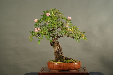 A rose for the ladies Rose Bonsai, Bonsai Inspiration, Garden Bonsai Tree, Japanese Rose, Bonsai Flower, Bonsai Plants, Bonsai Garden, Green Tree, Wild Rose